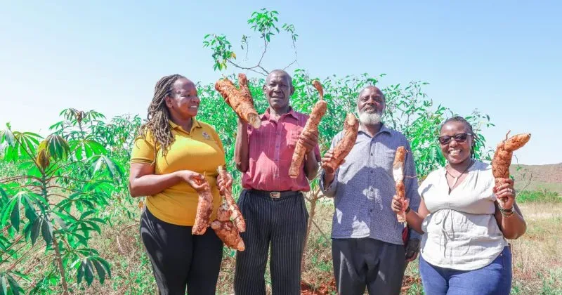 Cassava Emerging as Kenya’s Hidden Gold for Food Security and Rural Prosperity