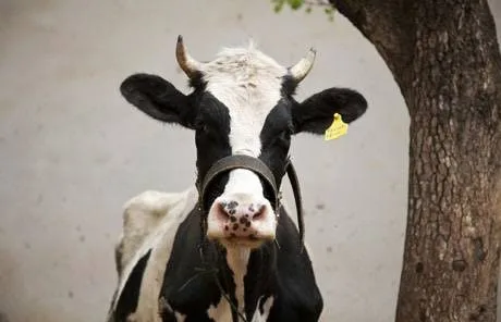 Canada’s ‘powerful’ dairy sector is in Trump’s trade crosshairs