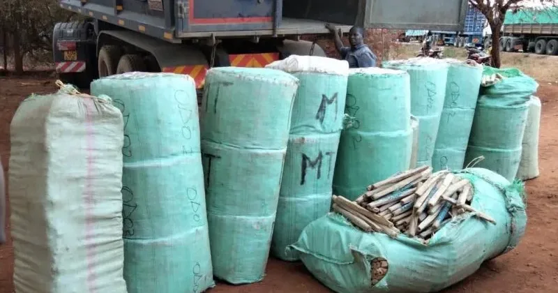 Two Arrested as Detectives Seize Sh24.7 Million Cannabis Haul in Voi