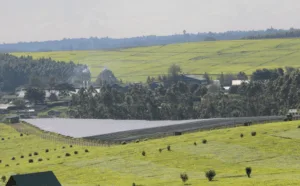 Kapchorua Tea plans solar plant to lower energy costs