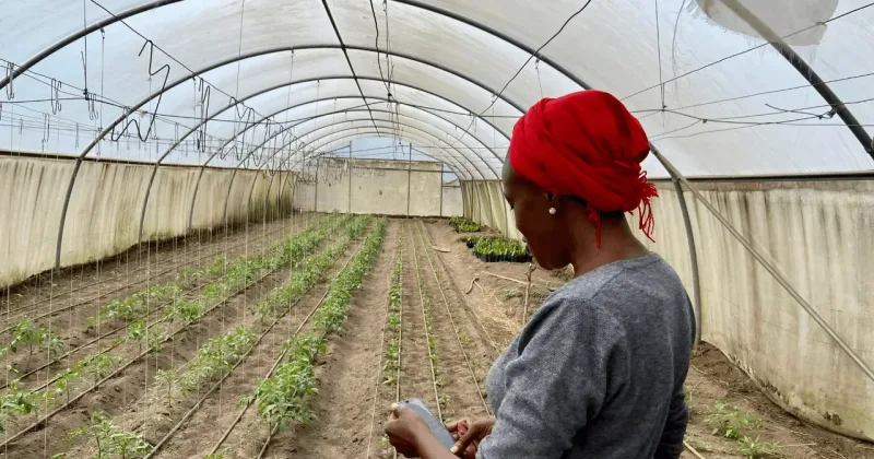 From crop disease to customer data: Kenyan businesses put AI to work