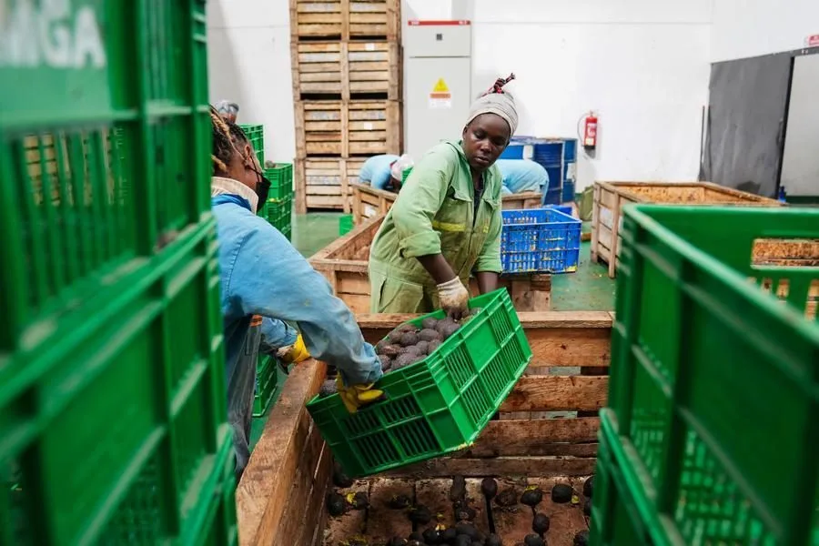 Kenyan, African exporters benefit from China’s zero-tariff policy
