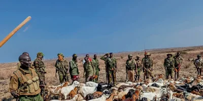 Police recover 470 stolen livestock in Marsabit operation