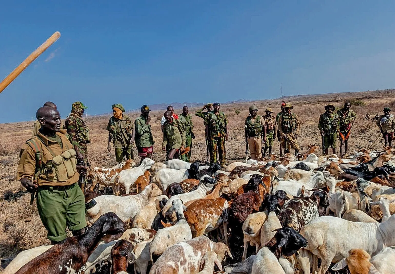 Police recover 470 stolen livestock in Marsabit operation