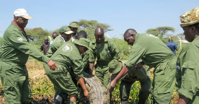 Rising Lake Baringo pushes crocodiles into homes as KWS steps in to relocate reptiles