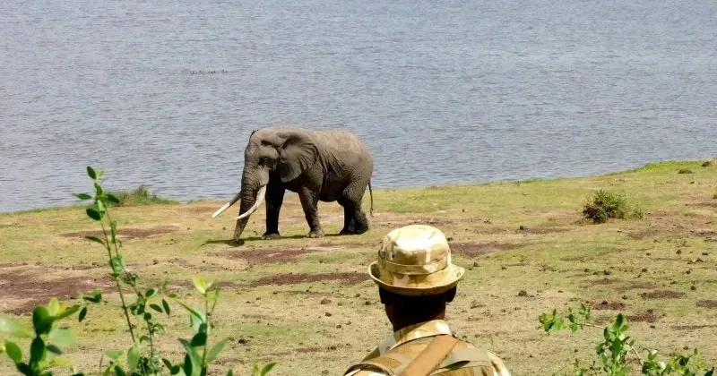 Food safety fears emerge after 15 elephants die in Amboseli