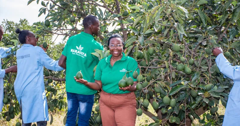 Avocado and herb exporter Karakuta Fresh Produce to list on NSE