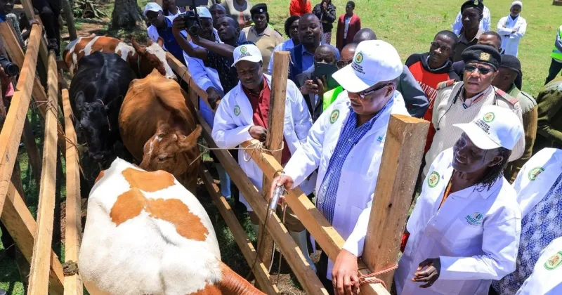 Nyaribo launches Sh36.4mn farmer grants, FMD vaccination targeting 113,800 cattle