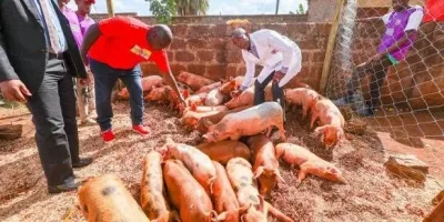 Kiambu defends piglet programme as swine fever kills 1,470 pigs