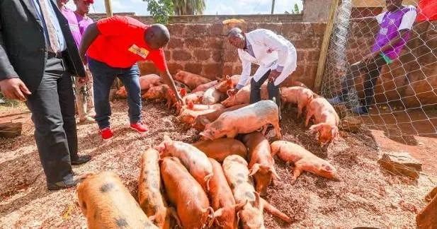 Kiambu defends piglet programme as swine fever kills 1,470 pigs