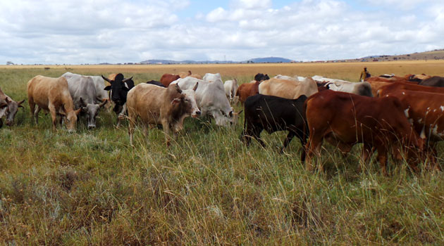 CS Kagwe declares war on aflatoxin in animal feeds