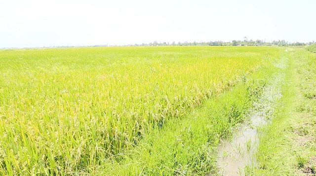 Rice variety, market conspire against Kano irrigation farmers