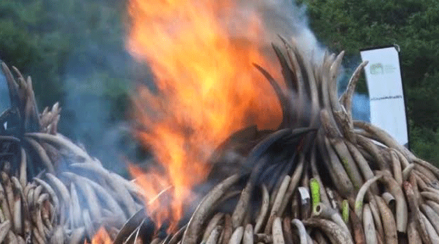 In April, Kenya destroyed 105 tonnes of ivory; the single largest quantity to be destroyed in the world, in efforts to send a message that ivory is of no value/FILE