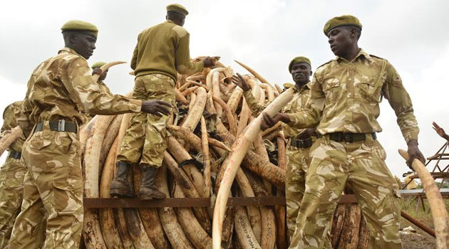 EU urged to act firmly on rules governing ivory trade