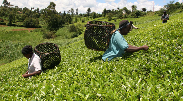 Tea farmers to receive payments on the first week of the month on delivery