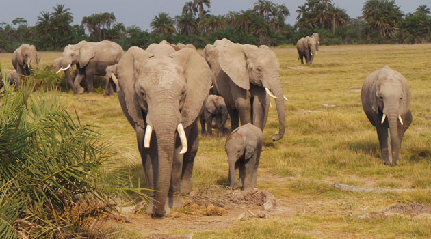 Uganda mulls use of digital technology to boost wildlife conservation