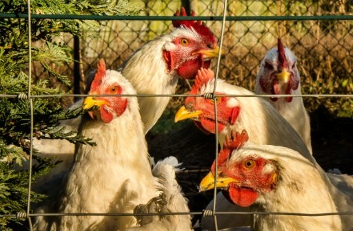 Animal rights group urges less meat consumption   