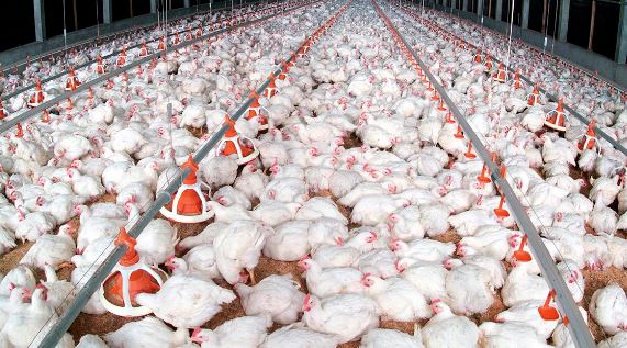 Türkiye halts poultry meat exports to stabilize domestic market