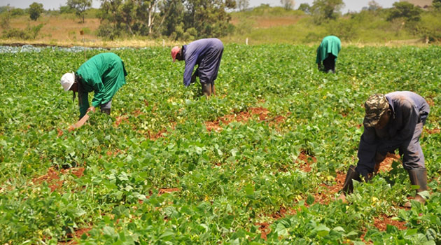5,000 farmers to benefit from KCB Foundation Sh50mn programme