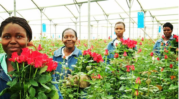 Kenya flower exporters lose Sh623.5mn over Middle East conflict