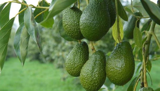 Kakuzi PLC exports first avocado cargo to China