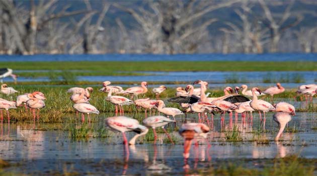 Christmas festivities sparks tourists boon in Nakuru
