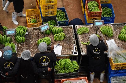 Twiga Foods invests USD10mn in a new subsidiary, Twiga Fresh