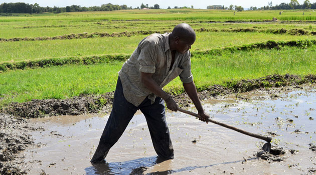 Govt urged to build sustainable rice seed systems to boost production