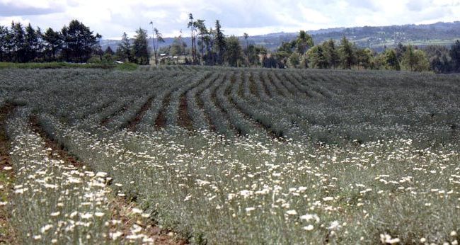 Govt gives Nakuru another Sh45mn for pyrethrum seed propagation