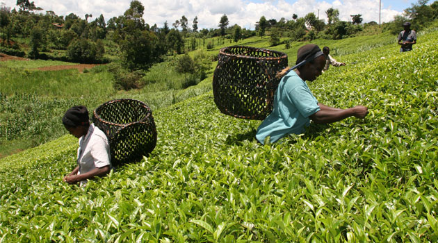 Tea price drops to record low as volume declines