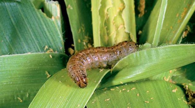 NGO faults Europe on pesticide imports