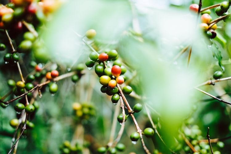 Govt embarks on a Sh1.5bn Coffee revitalization plan
