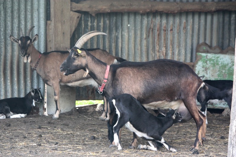 Nyeri County introduces new breed of goats to boost milk production