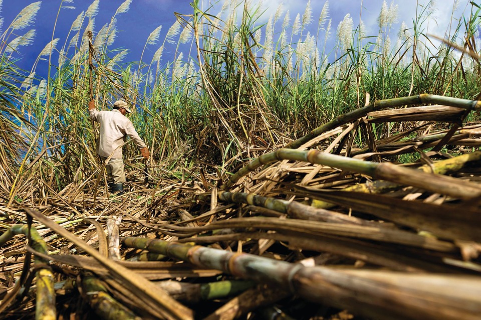 Boost for cane farmers as Govt hikes minimum factory intake price