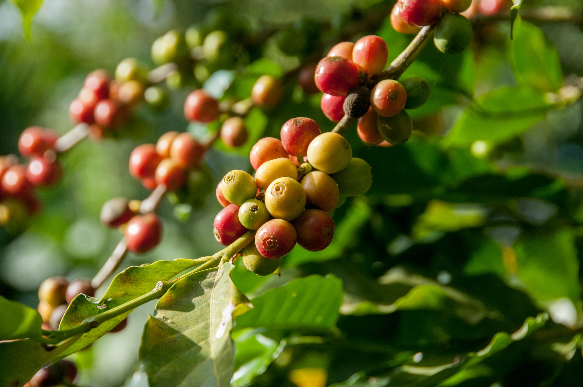 Kenya Coffee reforms may stall after MPs team quashed amendments