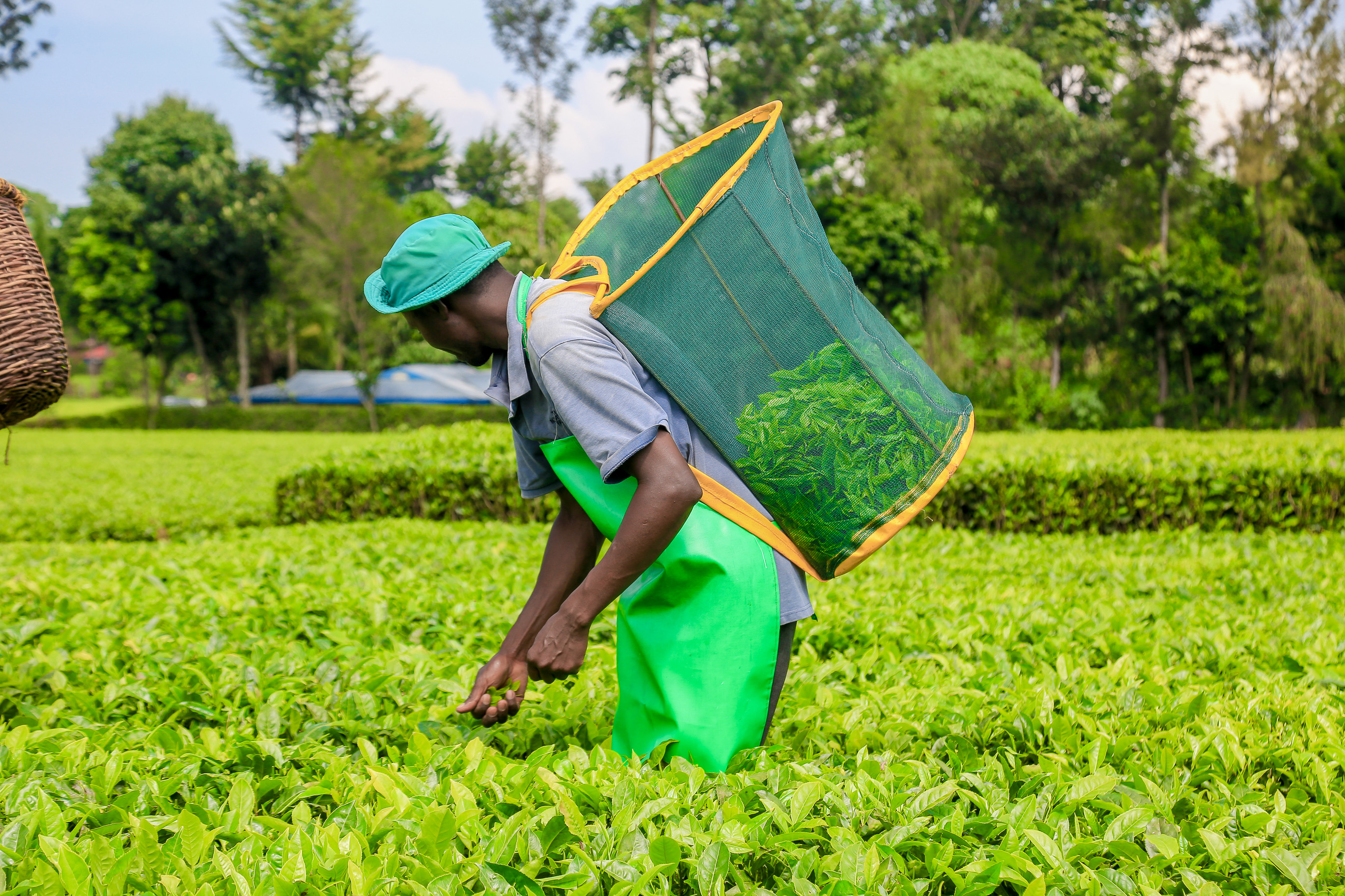 Kenya’s tea performance continues to decline despite reforms