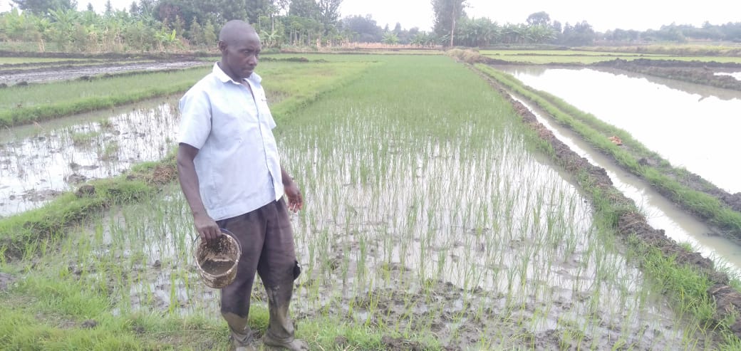 Mwea Rice Scheme Farmers suffer losses ocassioned by alien snail