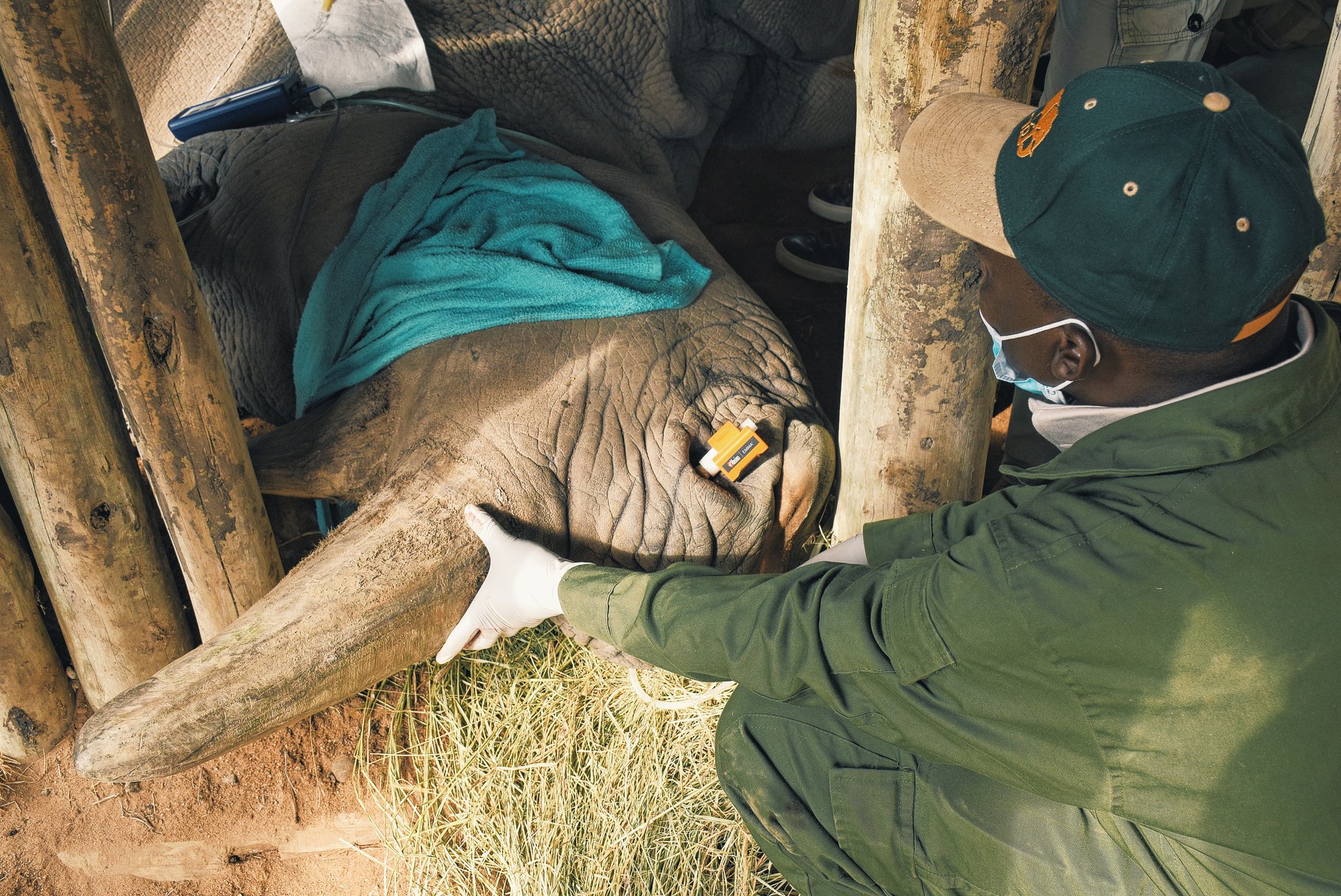 Rhino Ark, Austrian firm unveil AI system to protect black rhinos in Aberdares
