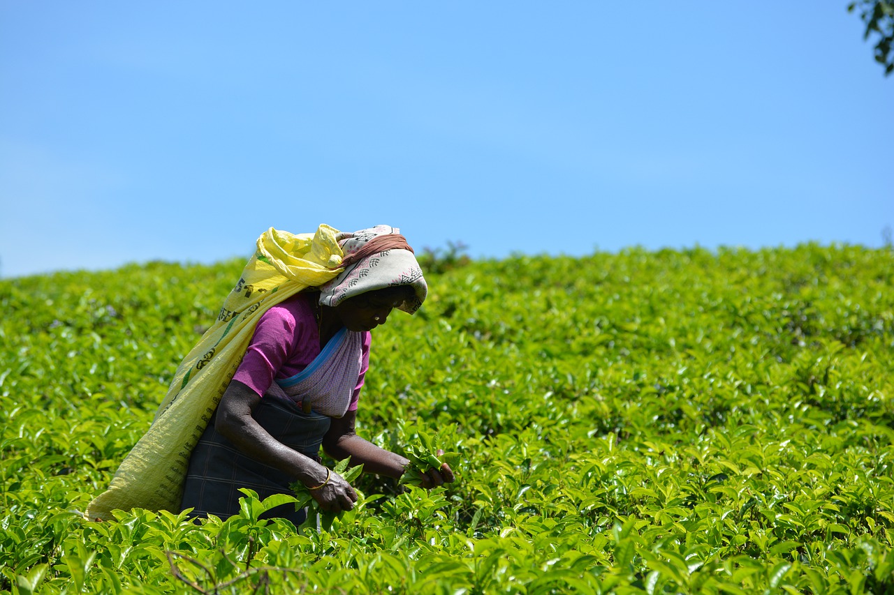 KTDA in diversification push to cushion farmers