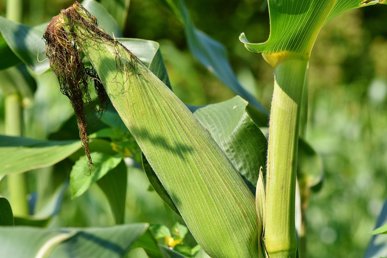 Kenya mandates GMO rearing registration after court lifts ban