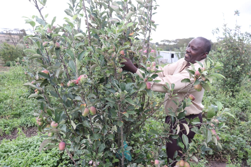 Farmer Reaps Big from Apples After Ditching Coffee