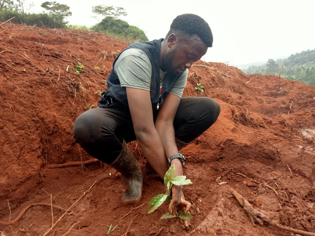 Coffee Farmers Turn to single stem pruning to increase production