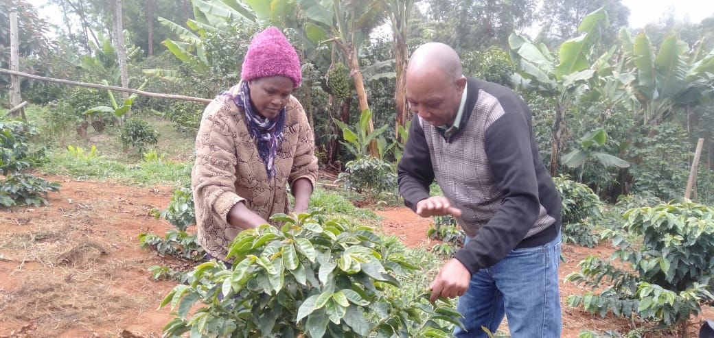 Coffee Farmers in Mathira Turn to Organic Farming to Improve Quality of Produce