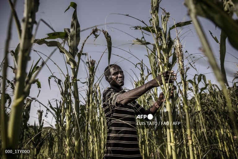 Maize and sorghum farmers lose 60pc of the crop to armyworms