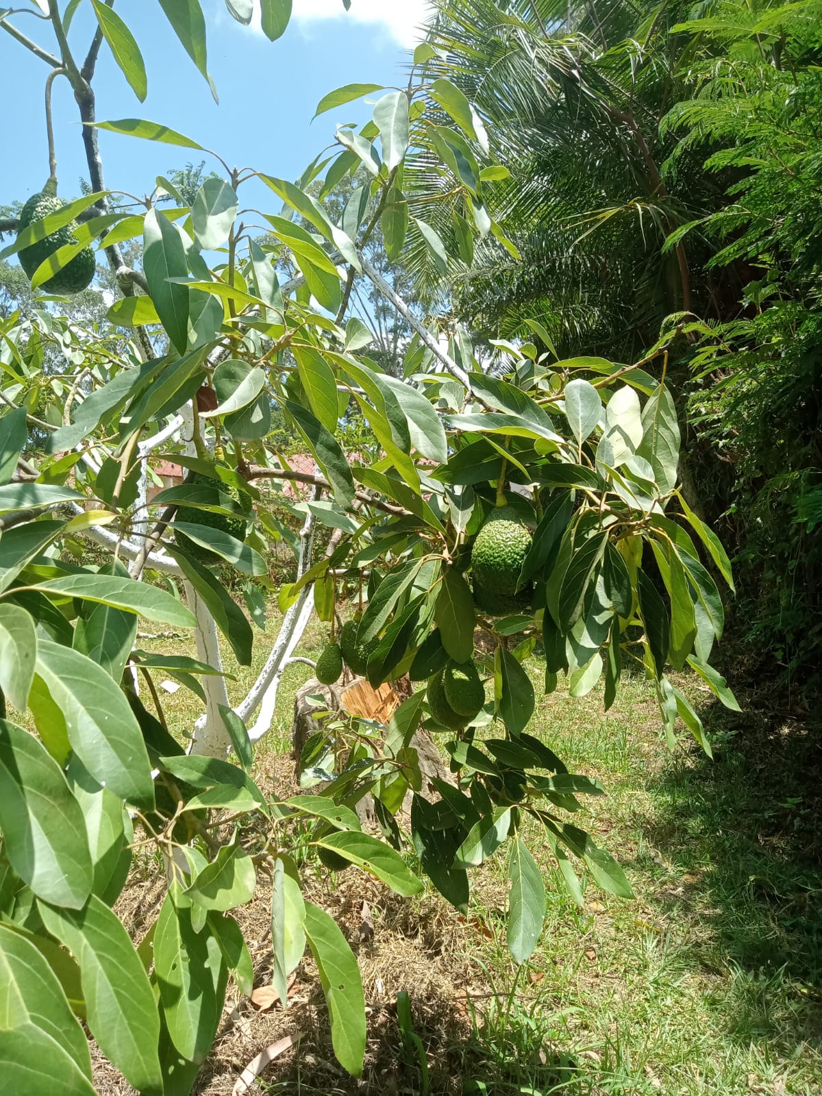 Hass avocado: The new green gold of Wundanyi