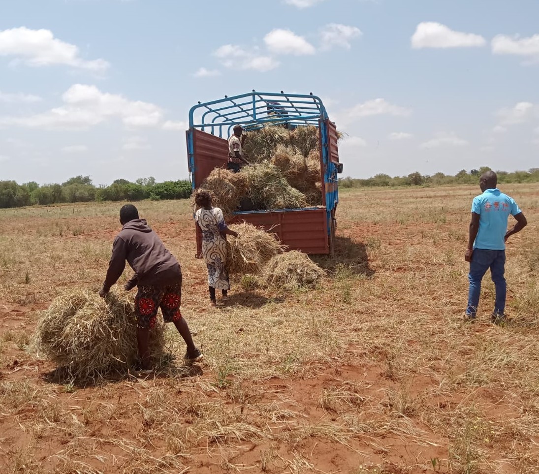 Fodder wave driving an economic revolution in a sleepy village