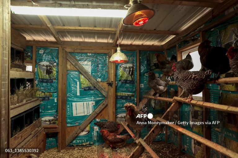 Carrefour to sell only cage-free eggs across its stores