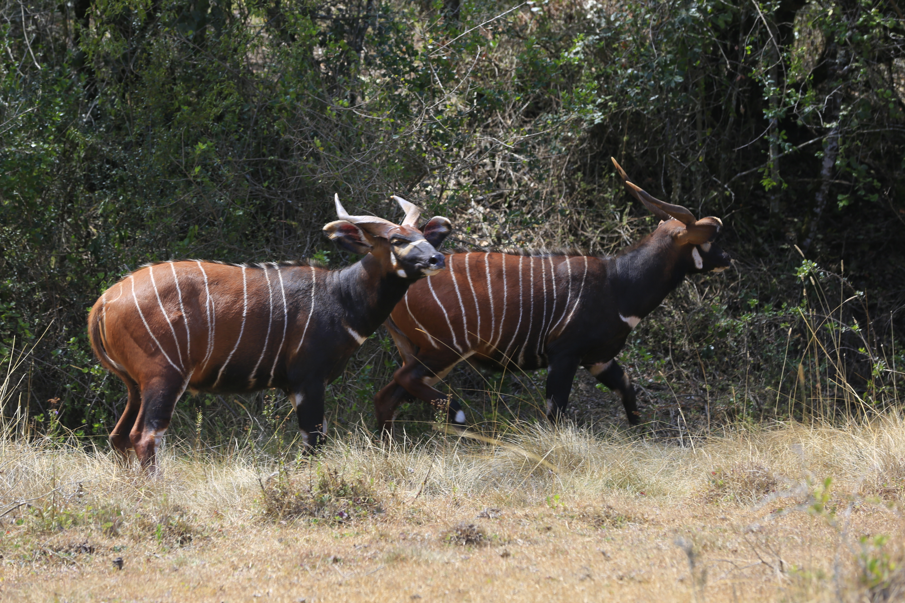 World’s first Mountain Bongo Sanctuary opened in Kenya