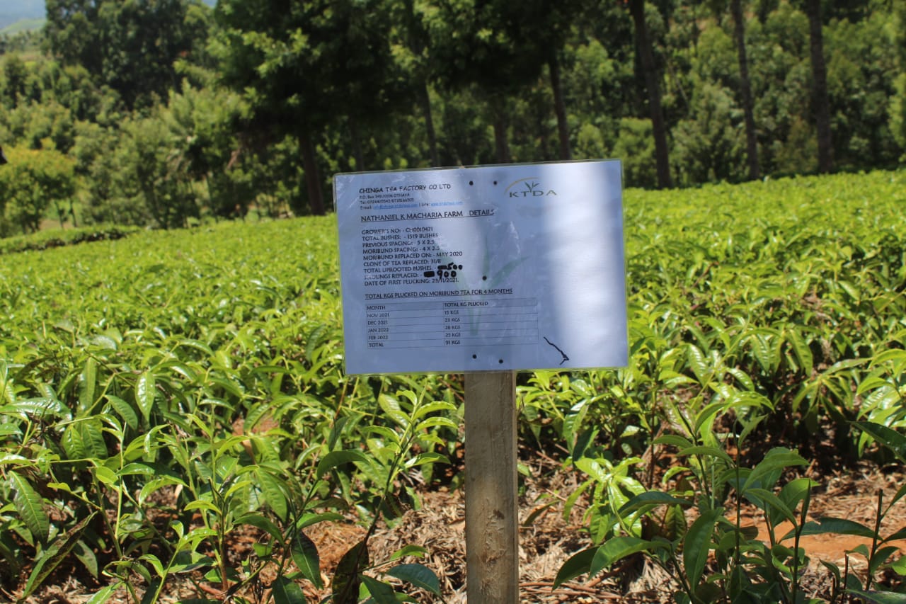 Tea farmers urged to diversify varieties for better incomes