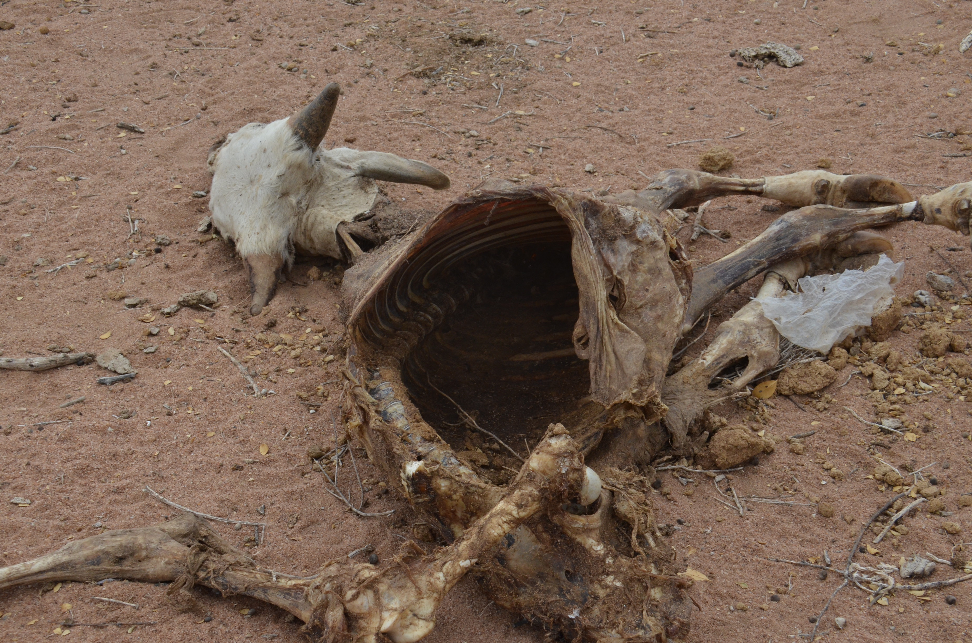 Pastoralists urged to enlist in livestock insurance programmes